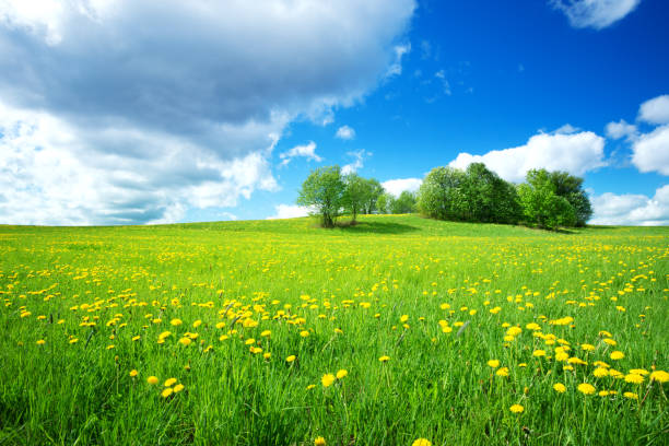 istock Field with dandelions and blue sky 658367844