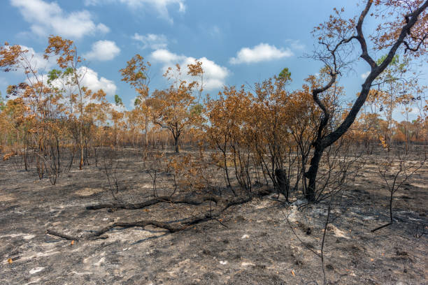 istock Rainforest cut and burned to plant crops 658367890