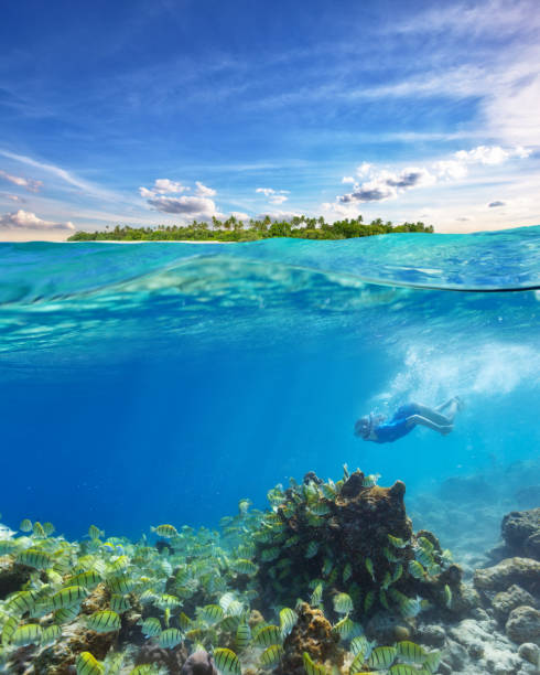 istock Young woman snorkeling and exploring corals 658368068