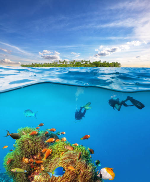 istock Divers below the water surface exploring sea life 658368324