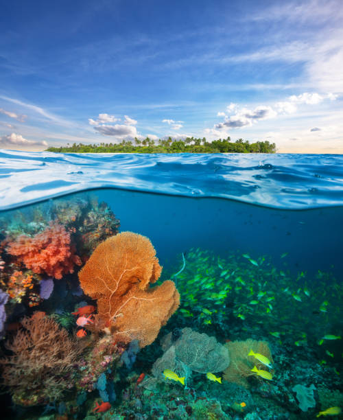 istock Beautiful colored soft coral garden. 658370616