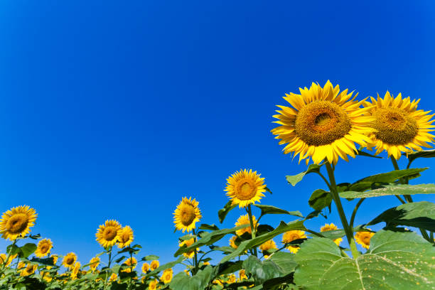 istock Sunflowers Against Clear Blue Sky 658371134