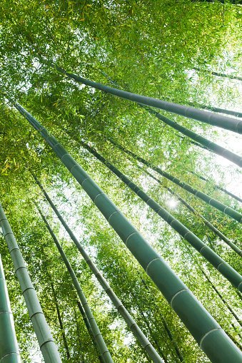Japanese bamboo trees in the morning