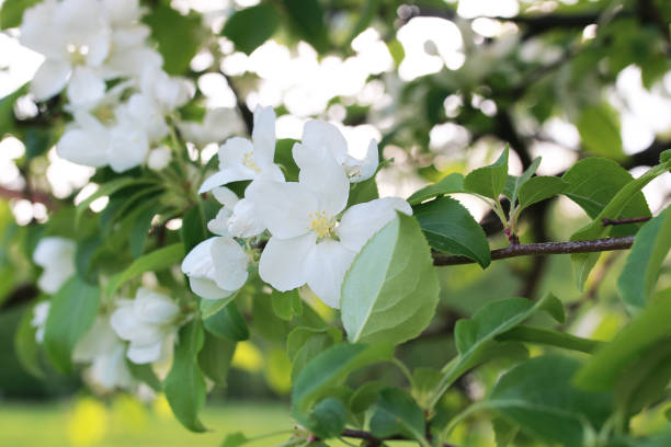 istock flowering apple tree with bright white flowers 658374134