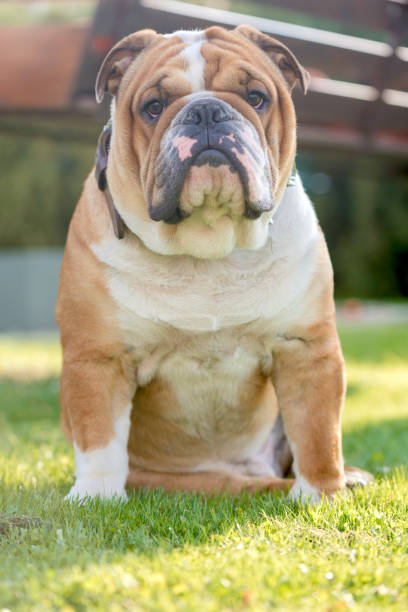 istock Young English bulldog 658374138
