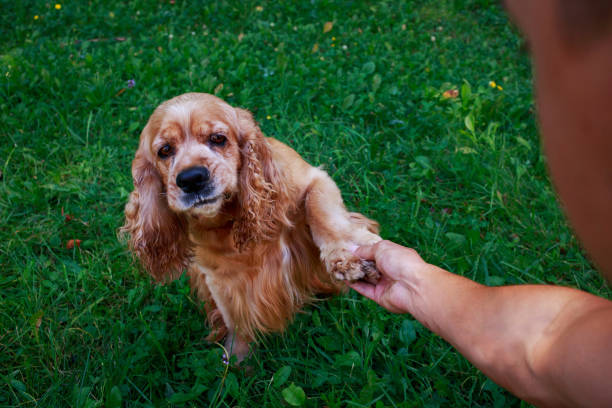 istock the dog breed American Cocker Spaniel 658374284