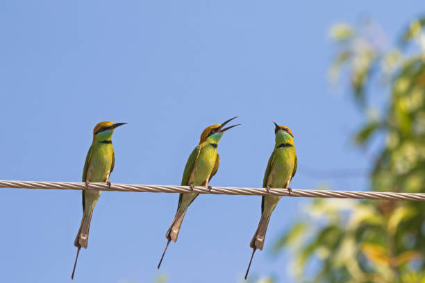 istock Three Green Bee eater birds perching on steel cable against blue sky in Thailand 658374414