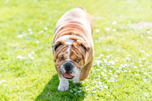 istock English bulldog outdoor 658375496
