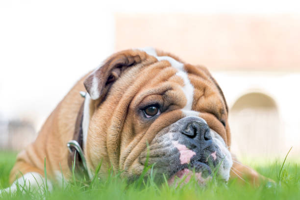 istock English bulldog in the grass 658375626