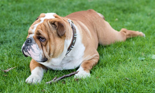 istock Cute english bulldog 658376268