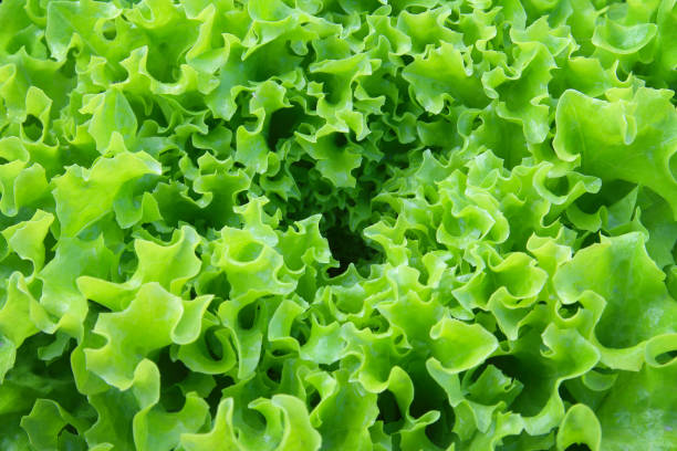 istock Fresh lettuce leaves, close up. 658376374