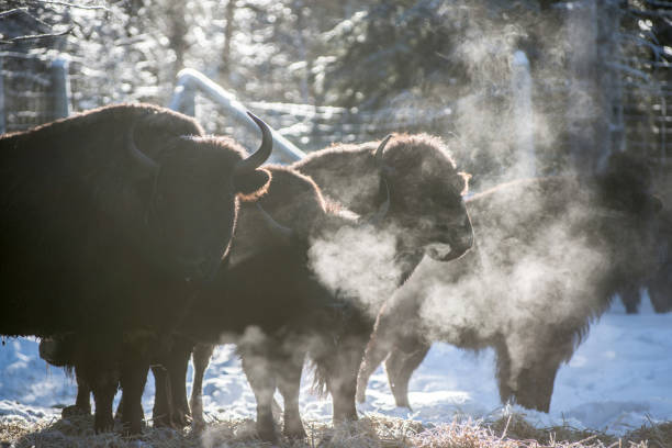 Horizontal close-up photo of an American Bison (buffalo) looking out through the enclosed gate of a corral.