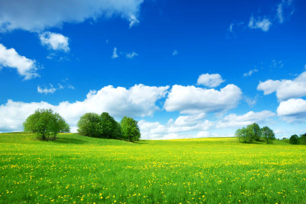 istock Field with dandelions and blue sky 658381418