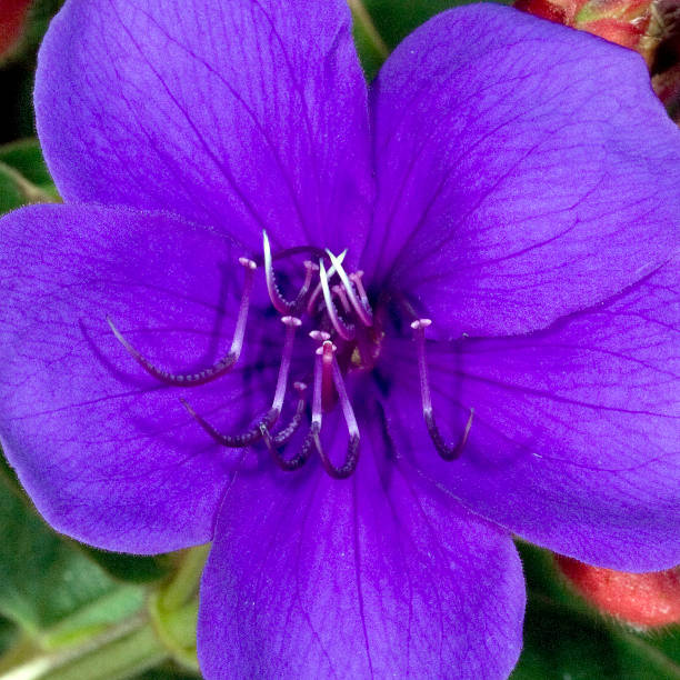 istock Princesses Flower; Tibouchina; semidecandra 658381490