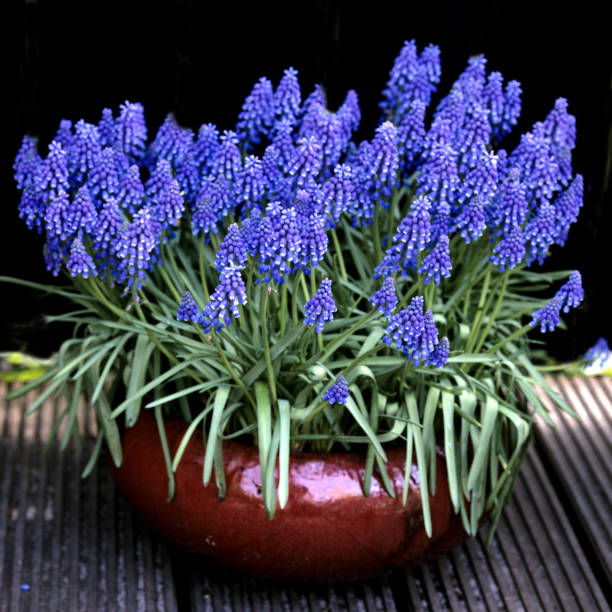 Grape Hyacinth; Muscari latifolium Grape Hyacinth; Muscari latifolium muscari latifolium stock pictures, royalty-free photos & images