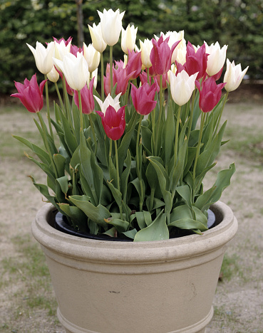tulips; Tulipa; spring flowers