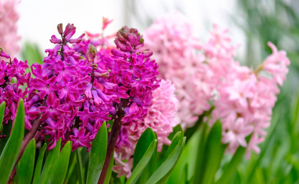 istock Fresh flowering hyacinths macro 658382346