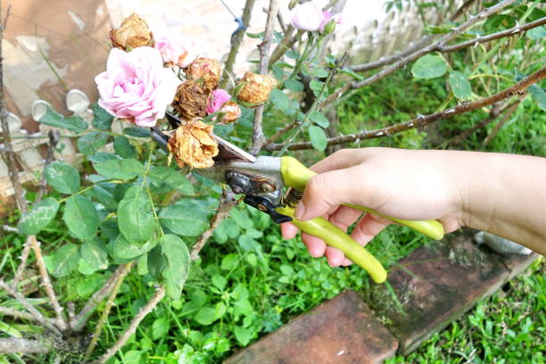 Gardener pruning shears cut shrubs roses Gardener pruning shears cut shrubs roses rosa multiflora stock pictures, royalty-free photos & images