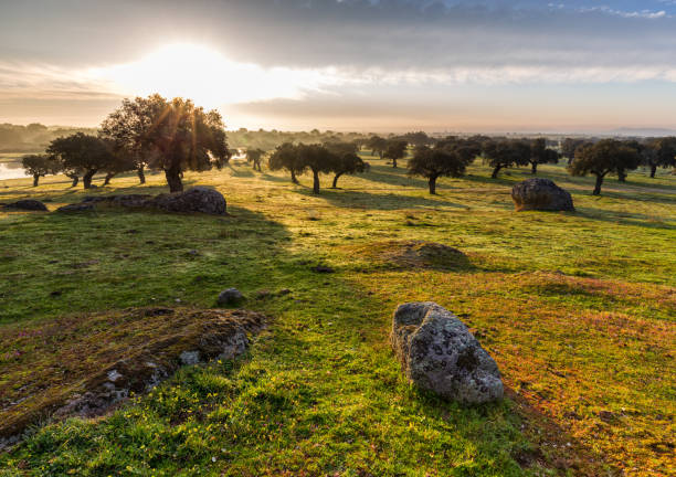 Arroyo de la Luz. Dawn in the dehesa de Arroyo de Luz. Extremadura. Spain. grassland stock pictures, royalty-free photos & images