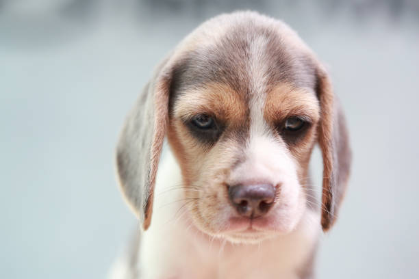 istock 2 month strong beagle puppy in action 658391238