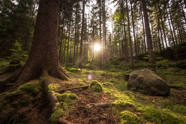 istock Beautiful forest in saxon switzerland, Germany, Europe 658397162