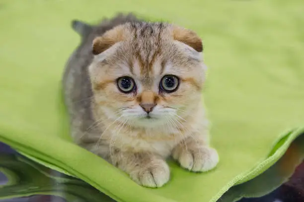 Fold-eared cats are a rarity. The coat is light cream with a dark cream clear pattern. The Fold-eared kitten is charming.
