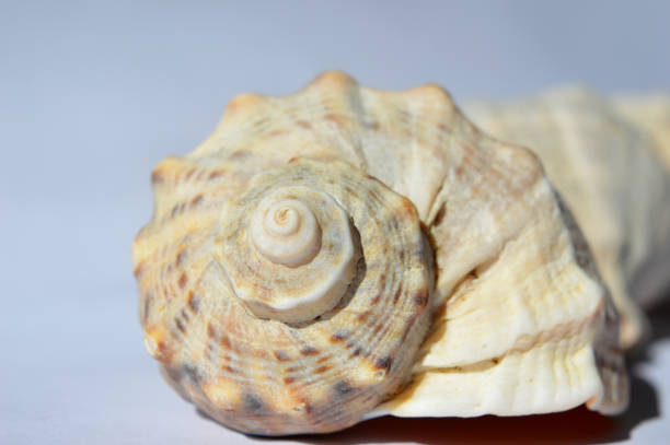 istock Black Sea Rapana. Ukraine. Seashells on a white background 658397598