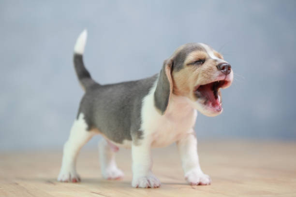 istock 2 month strong beagle puppy in action 658400504