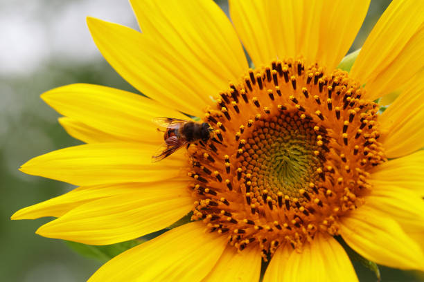 istock A closeup of sunflower with a bee. 658404680