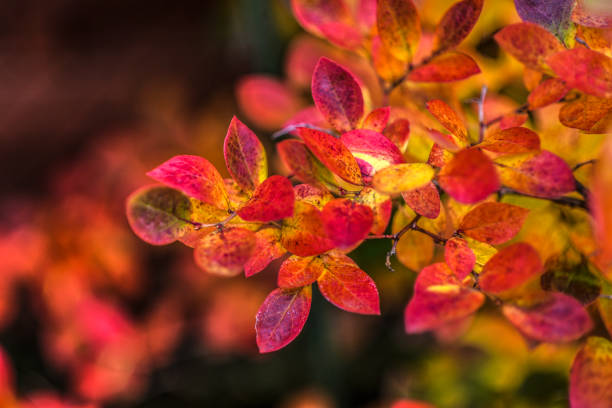 istock An autumn multi-colored bush of bilberry 658413132