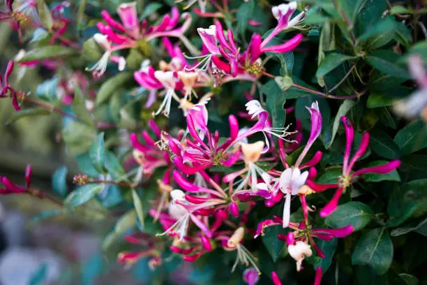 Serotina cottage garden climber pink flower