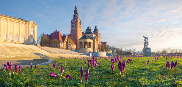 crocuses blooming on haken terrace in szczecin, poland - crocus nature purple green imagens e fotografias de stock