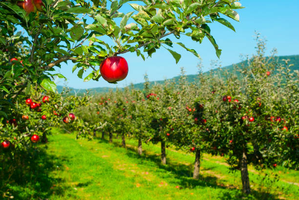 Apple orchard apple trees in a row, before harvest september stock pictures, royalty-free photos & images