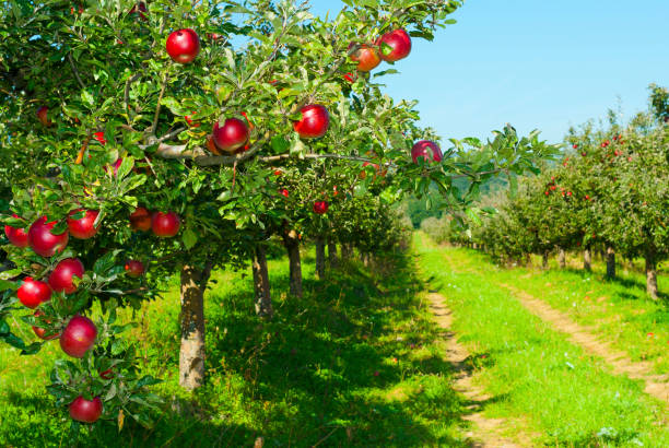 Apple orchard apple trees in a row, before harvest apple orchard photos stock pictures, royalty-free photos & images