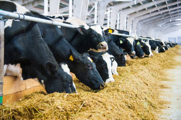 vacas en una granja. vacas lecheras - alimentar fotografías e imágenes de stock