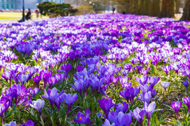 istock Crocus blooming in the spring in the city park 658418678