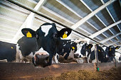 Cows in a farm. Dairy cows