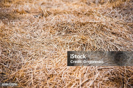 istock Storage with piles of stacks of hay 658422076