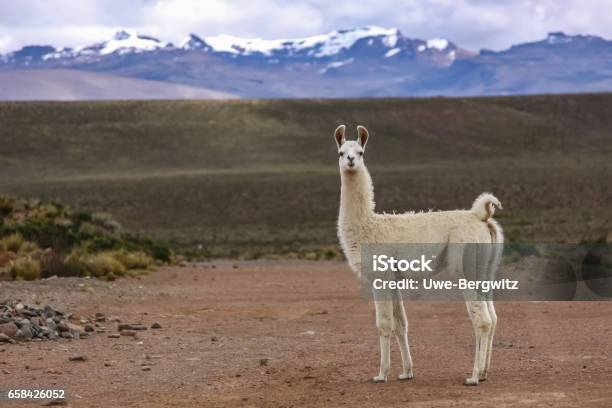 Lama Blanco En Paisaje De Altiplano Cordillera Fondo Foto de stock y más banco de imágenes de Llama - Familia del camello