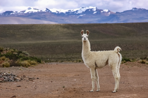 Salinas National Reserve - Aguada Blancas near Arequipa, Peru