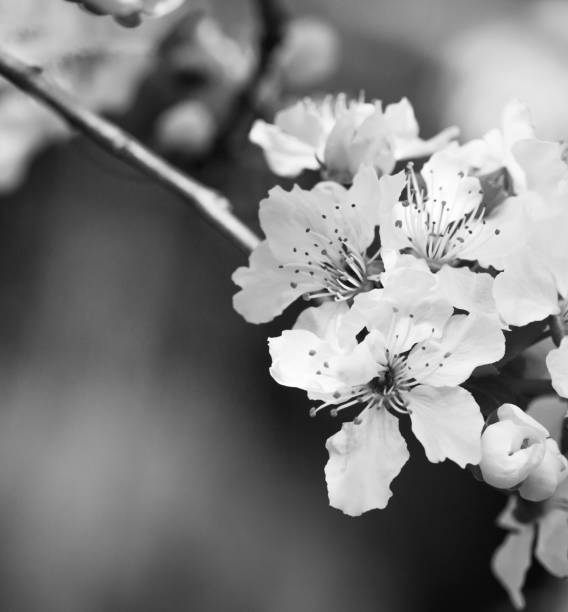 istock Apricot tree branch with white flowers in early spring, with copy space, white and black 658426204