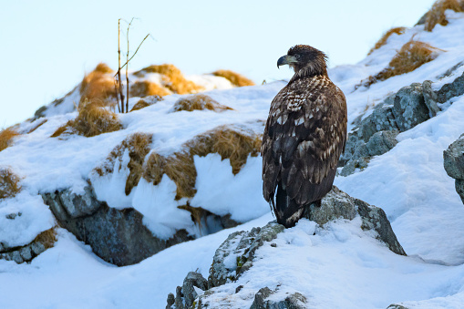 White-tailed eagle sitting on a snow coverd rock in Northern Norway during winter.