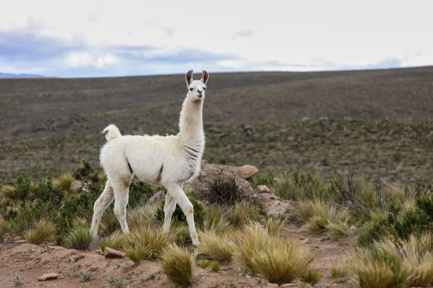 istock White Lama in Altiplano landscape, mountain range background 658426446