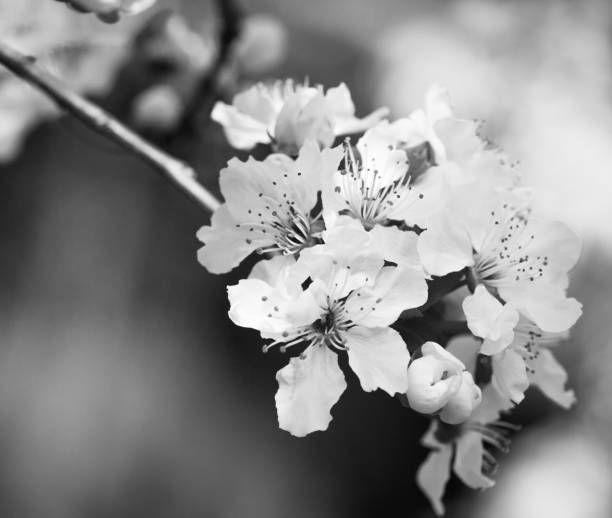 istock Apricot tree branch with white flowers in early spring, with copy space, white and black 658426514
