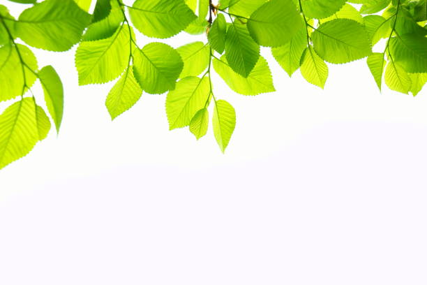 hojas de haya - beech leaf isolated leaf new fotografías e imágenes de stock