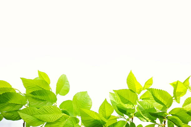 buche-blätter - beech leaf isolated leaf new stock-fotos und bilder