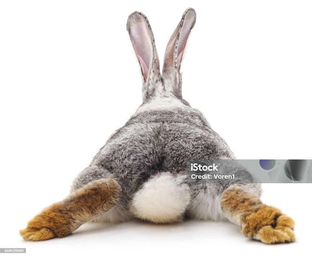 Grey rabbit. Grey rabbit isolated on a white background. Rabbit - Animal Stock Photo