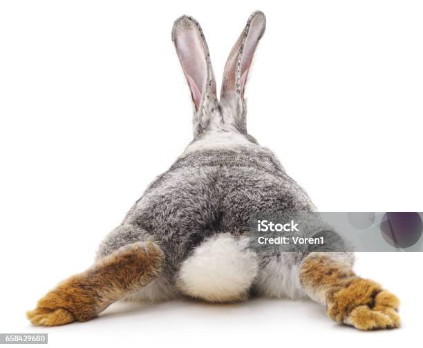 Grey Rabbit Stock Photo - Download Image Now - Rabbit - Animal, Rear View, Tail