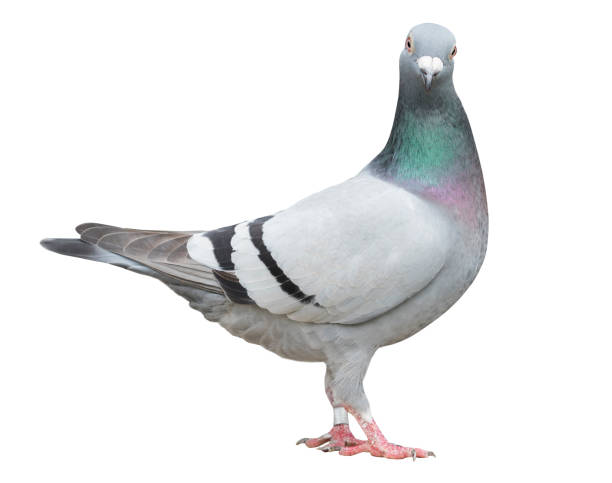 full body of speed racing pigeon bird isolate white background - common wood pigeon imagens e fotografias de stock
