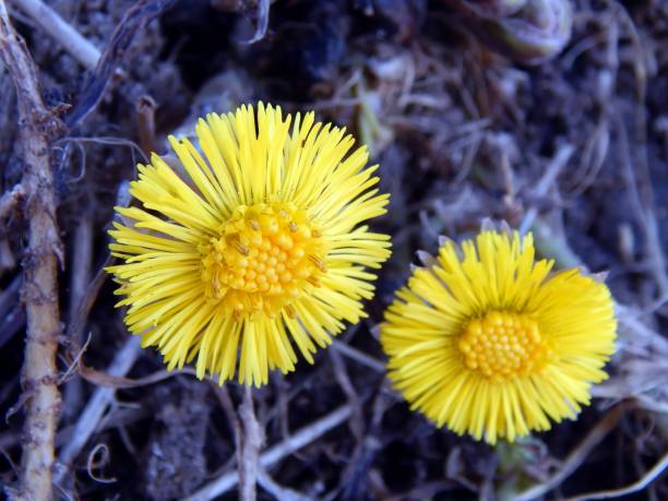 istock The first spring yellow flowers close-up 658436382